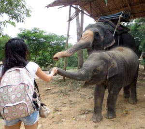 Elefantes en Ko Samui